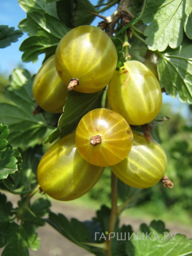 Крыжовник Белые ночи