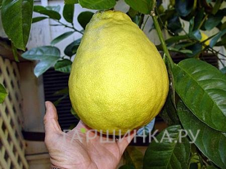 Лимон Пандероза