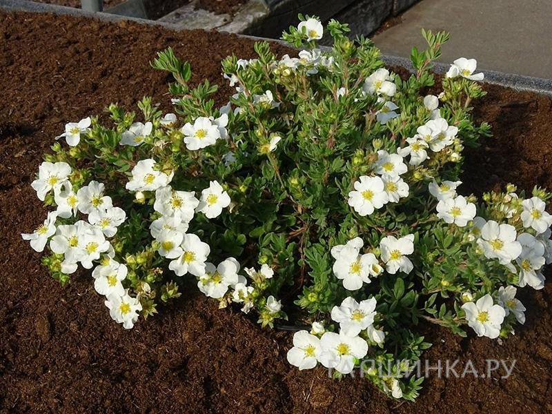 Лапчатка кустарниковая Белла Бьянка