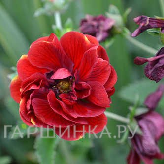 Лапчатка травянистая Фламбоинт