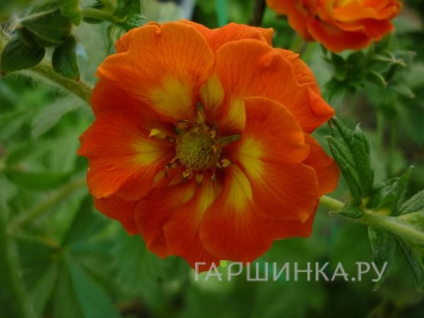 Лапчатка травянистая Вильям Роллиссон