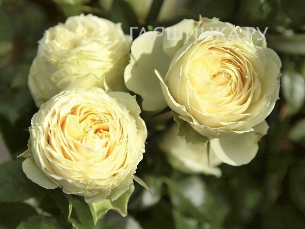 Роза Лемон Рококо флорибунда, Тантау (лиц)