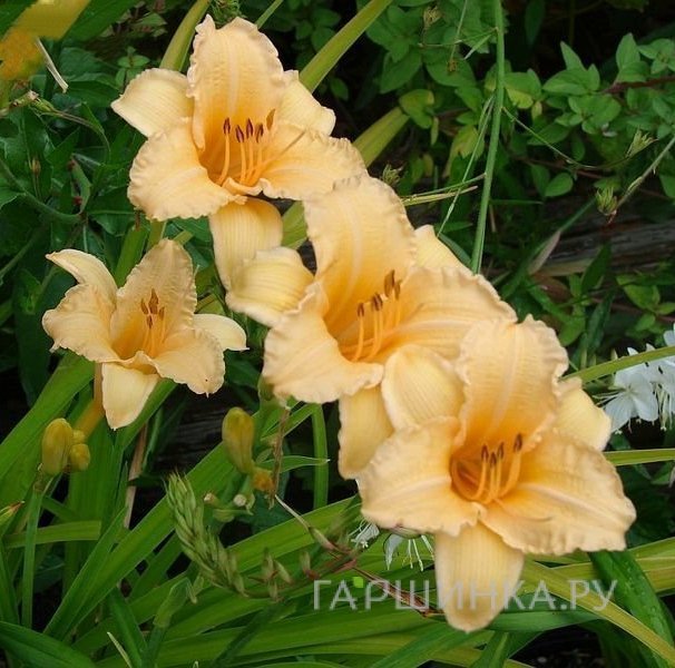 Лилейник Луиза Манелис