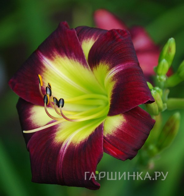 Лилейник Найт Бекон