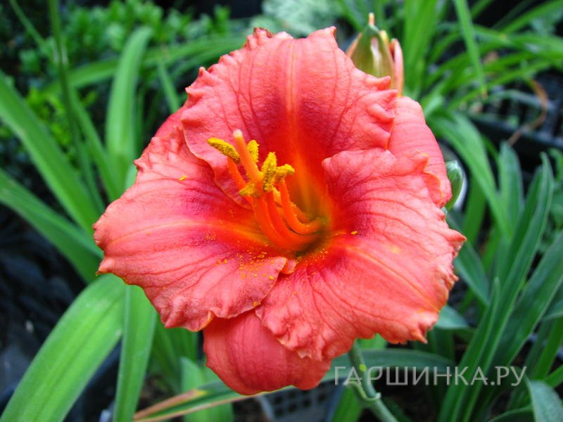 Лилейник Космополитан