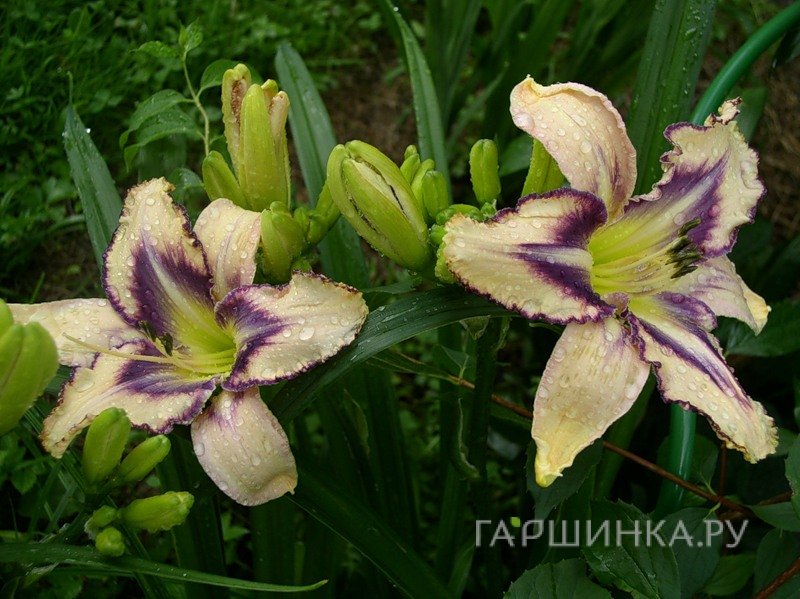 Лилейник Дестинд ту Си