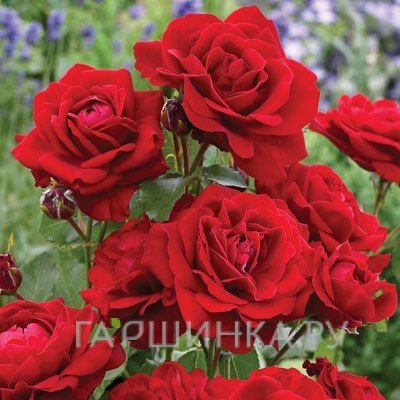 Роза Лили Марлен, Кордес (лиц)