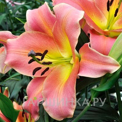 Лилия Он стейдж ОТ-гибрид /2шт