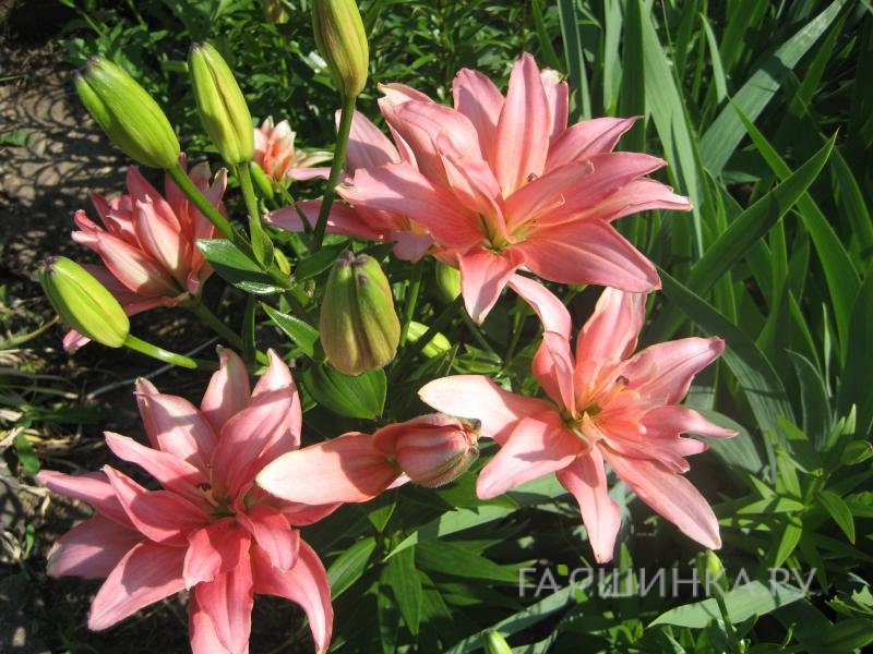 Лилия Афродита азиатская махровая/2шт