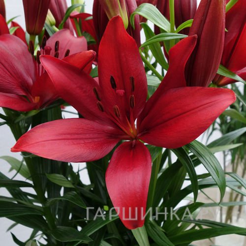 Лилия Корлеоне ЛА-гибрид /2 шт