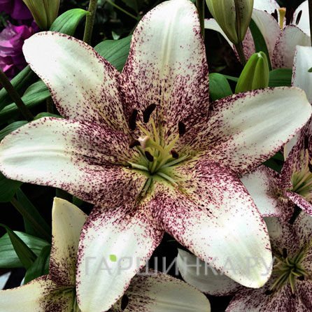 Лилия Свит Заника ЛА-гибрид белая