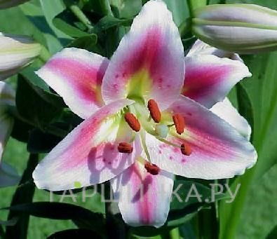 Лилия Анжелика восточная низкорослая/2шт