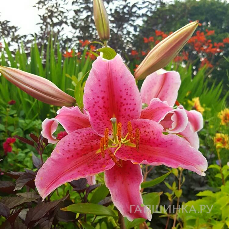 Лилия Энтертейнер восточная низкорослая / 2шт