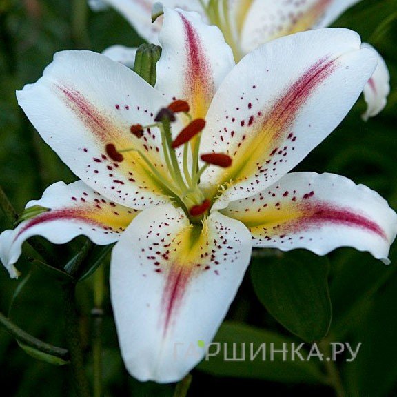 Лилия Арена восточная/2шт