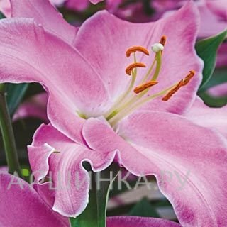 Лилия Каналетто восточная /2шт