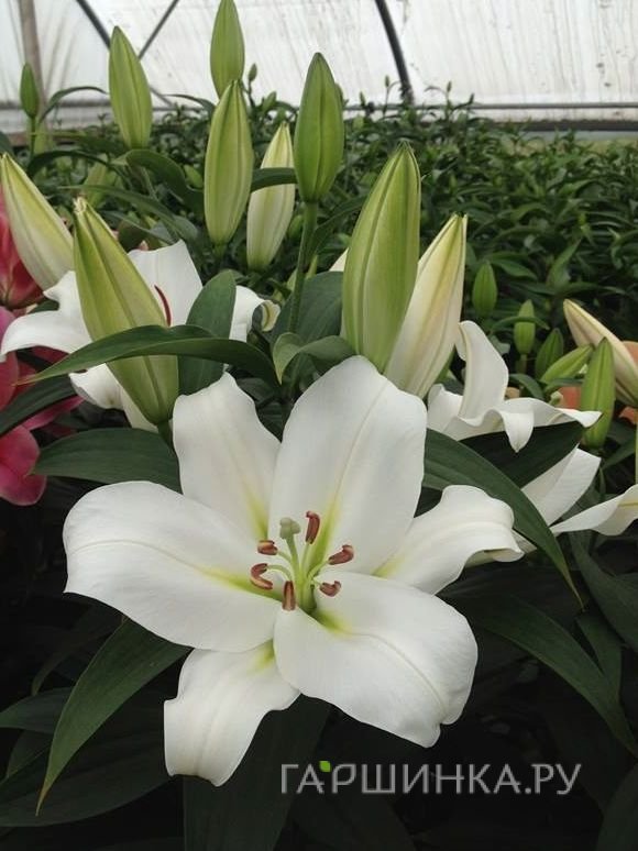 Лилия Франсон ОТ-гибрид/2шт