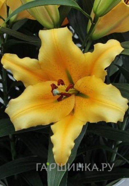 Лилия Соланж ОТ-гибрид/2шт