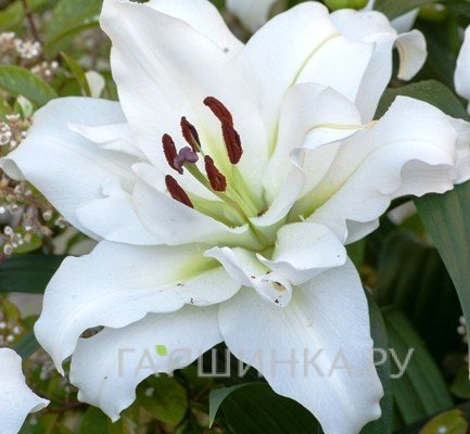 Лилия Вайт Айз ОТ-гибрид /2шт