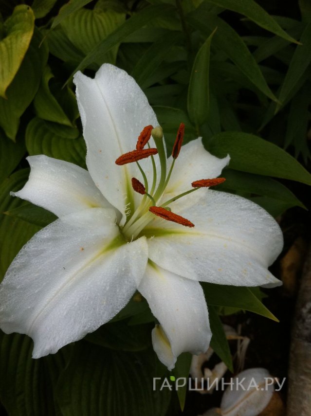 Лилия Замбези ОТ-гибрид белая