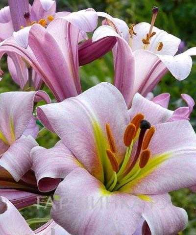 Лилия Пинк Планет трубчатая