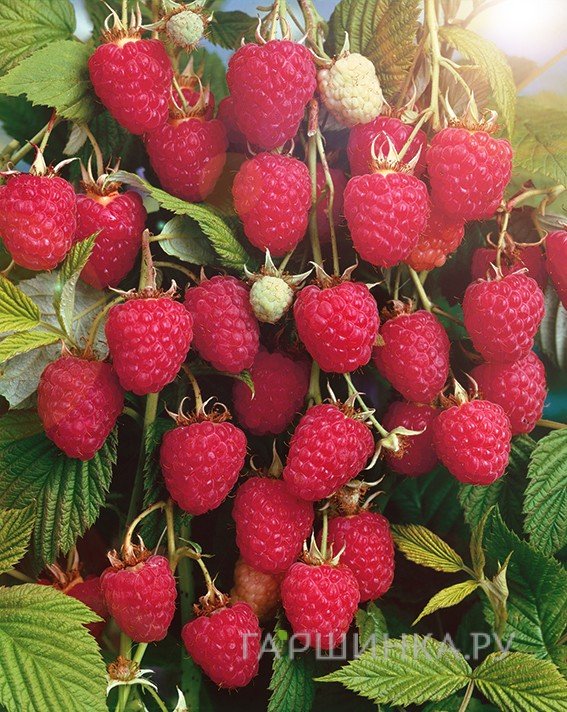 Малина Колокольчик красная