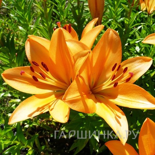 Лилия Менорка ЛА-гибрид/2шт