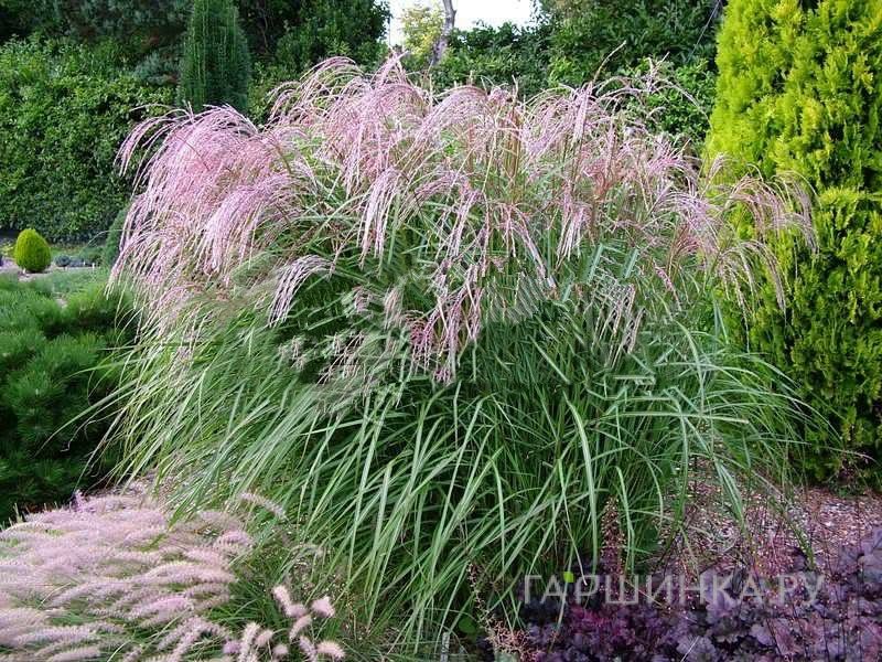 Мискантус Фламинго