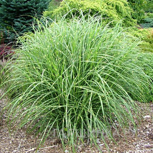 Мискантус Литл Зебра