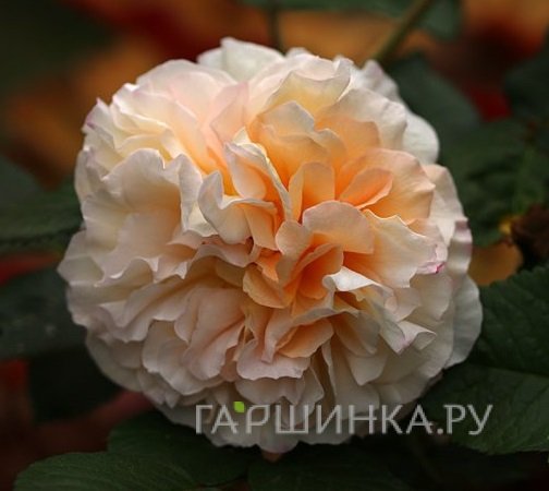 Роза Мисс Файн мускусная, Ленс (лиц)