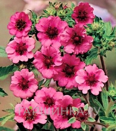 Лапчатка травянистая Мисс Уиллмотт