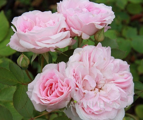 Роза Морден Блаш канадская парковая (лиц)