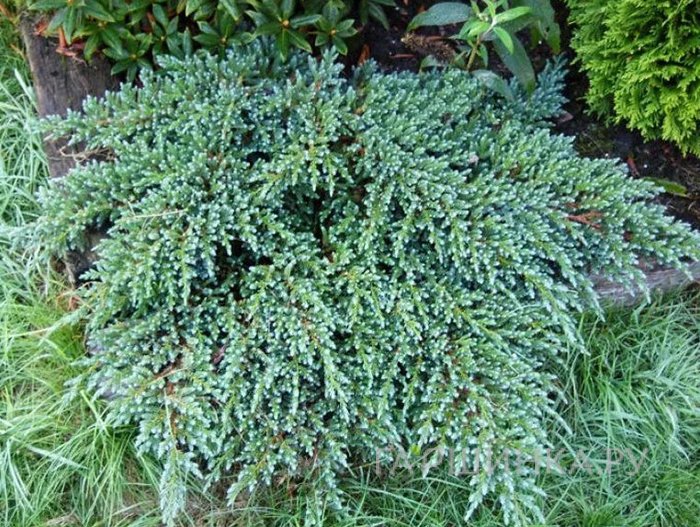 Можжевельник Литл Джоанна чешуйчатый