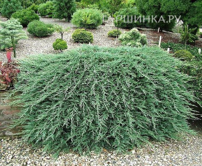 Можжевельник горизонтальный Вилтони