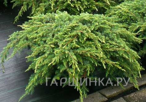 Можжевельник обыкновенный Репанда