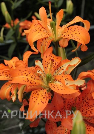 Лилия Маст Си азиатская махровая