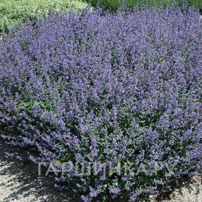 Котовник Фассена Кит Кэт