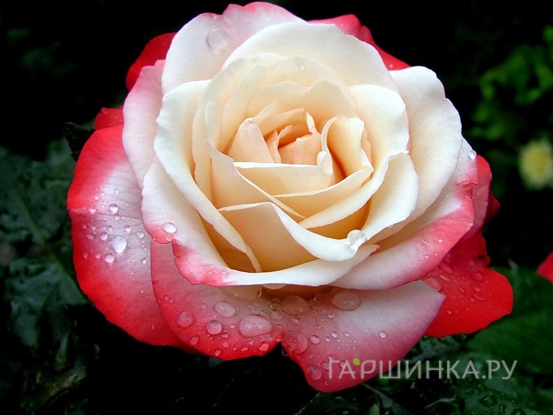 Роза Ностальжи чайно-гибридная, Тантау (лиц)