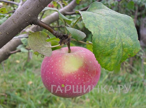 Яблоня Осенняя радость