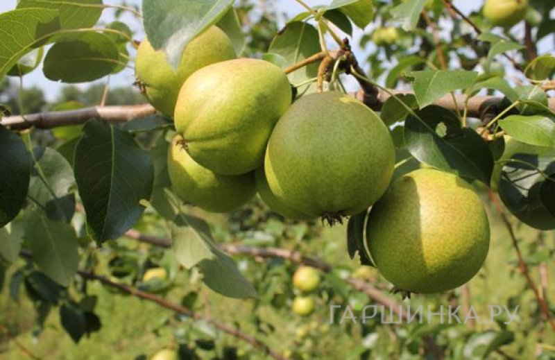 Груша Осенняя Яковлева