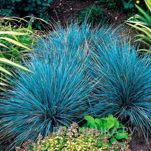 Овсяница сизая