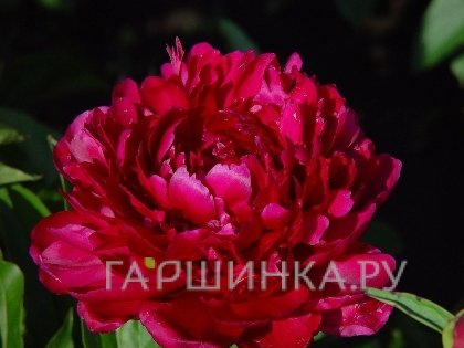 Пион Биг Бен