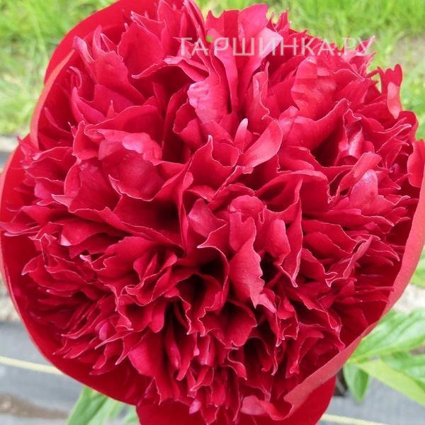 Пион Комманд Перфоманс