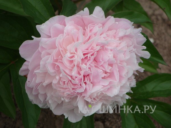 Пион Иденс Перфьюм