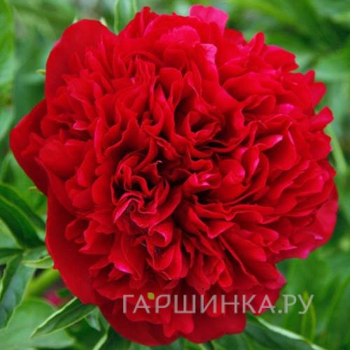 Пион Элиза Ланди