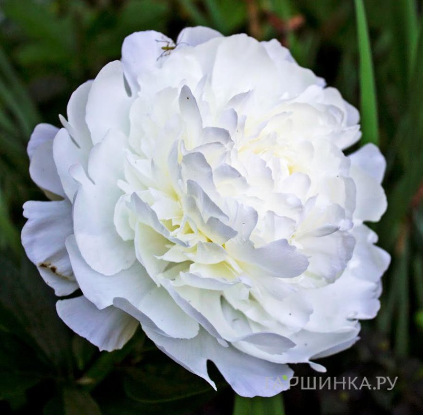 Пион Эльза Сасс