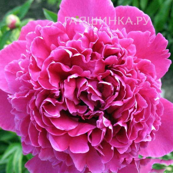 Пион Феликс Суприм