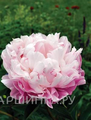 Пион Леди Александра Дафф