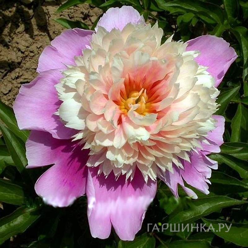 Пион Леди Либерти