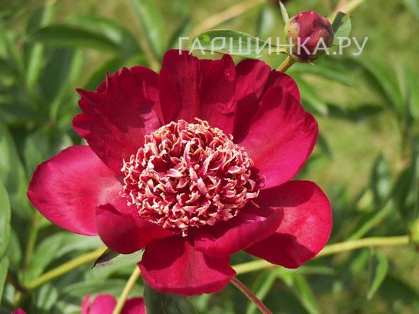 Пион Ниппон Бьюти