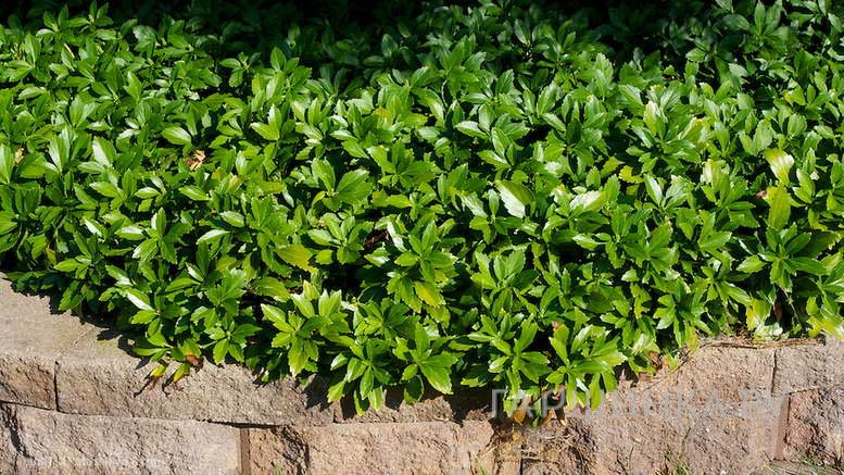 Пахизандра верхушечная